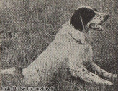 Setter Anglais RADAR DEL CANSIGLIO Setter Anglais RADAR DEL CANSIGLIO